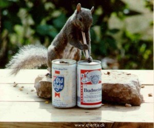 beeringsquirrel
