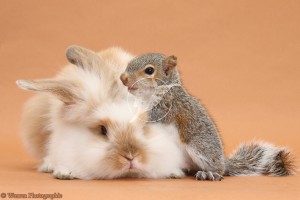 Young fluffy rabbit and Grey Squirrel on brown background