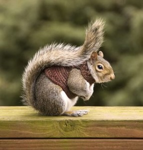 squirrel_in_sweater_part
