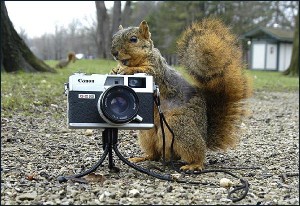 photographer squirrel