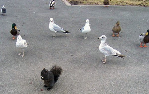 pigeon squirrel