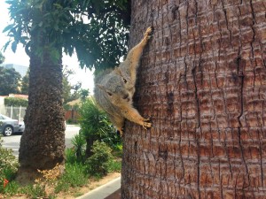 squirrel close up